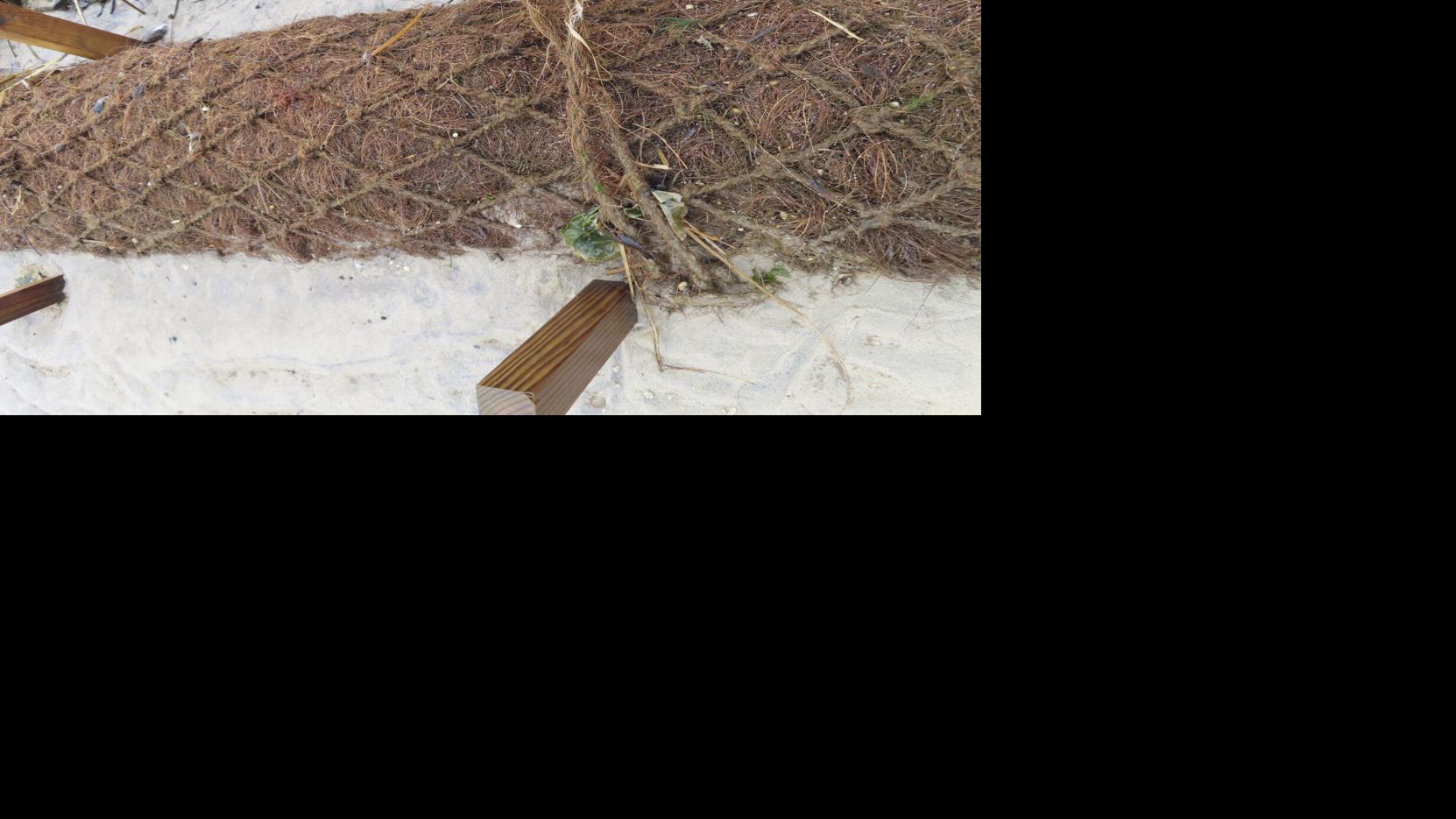 How coconuts protect the Jersey Shore, other eroding coasts