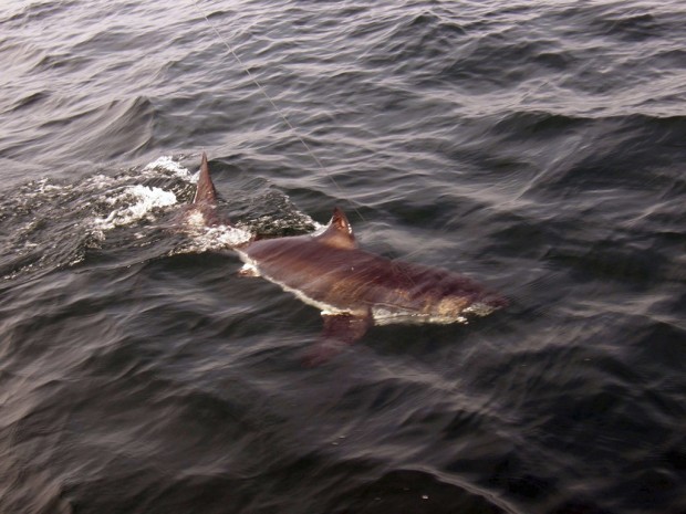 Sharks lure gawkers to Cape Cod hamlet   