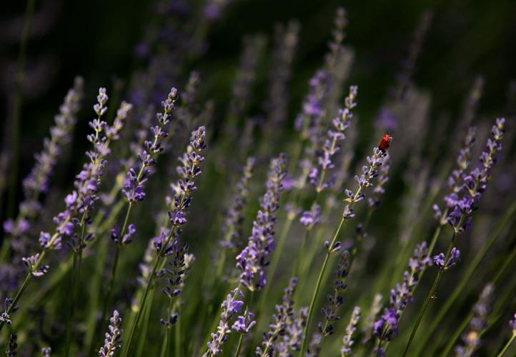 Life Under the Oaks Lavender Farm