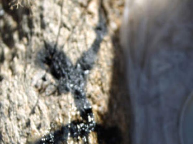 Elephant Snot Not Answer For Cleaning Damaged Saguaros Local News Tucson Com