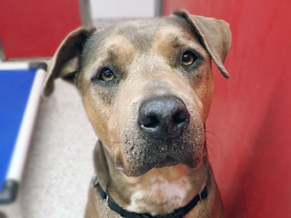 Adopt a friend: Bruno