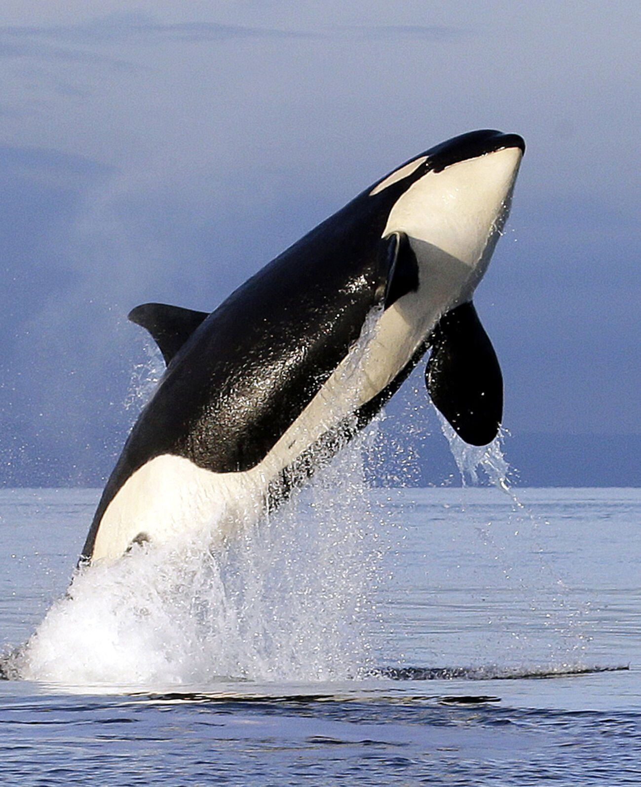 The big problem for endangered orcas Inbreeding