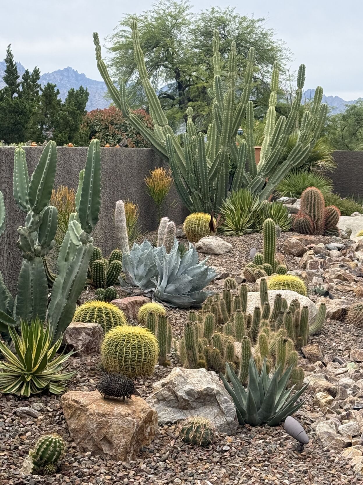 Metskas-GARDEN-PHOTO.JPG