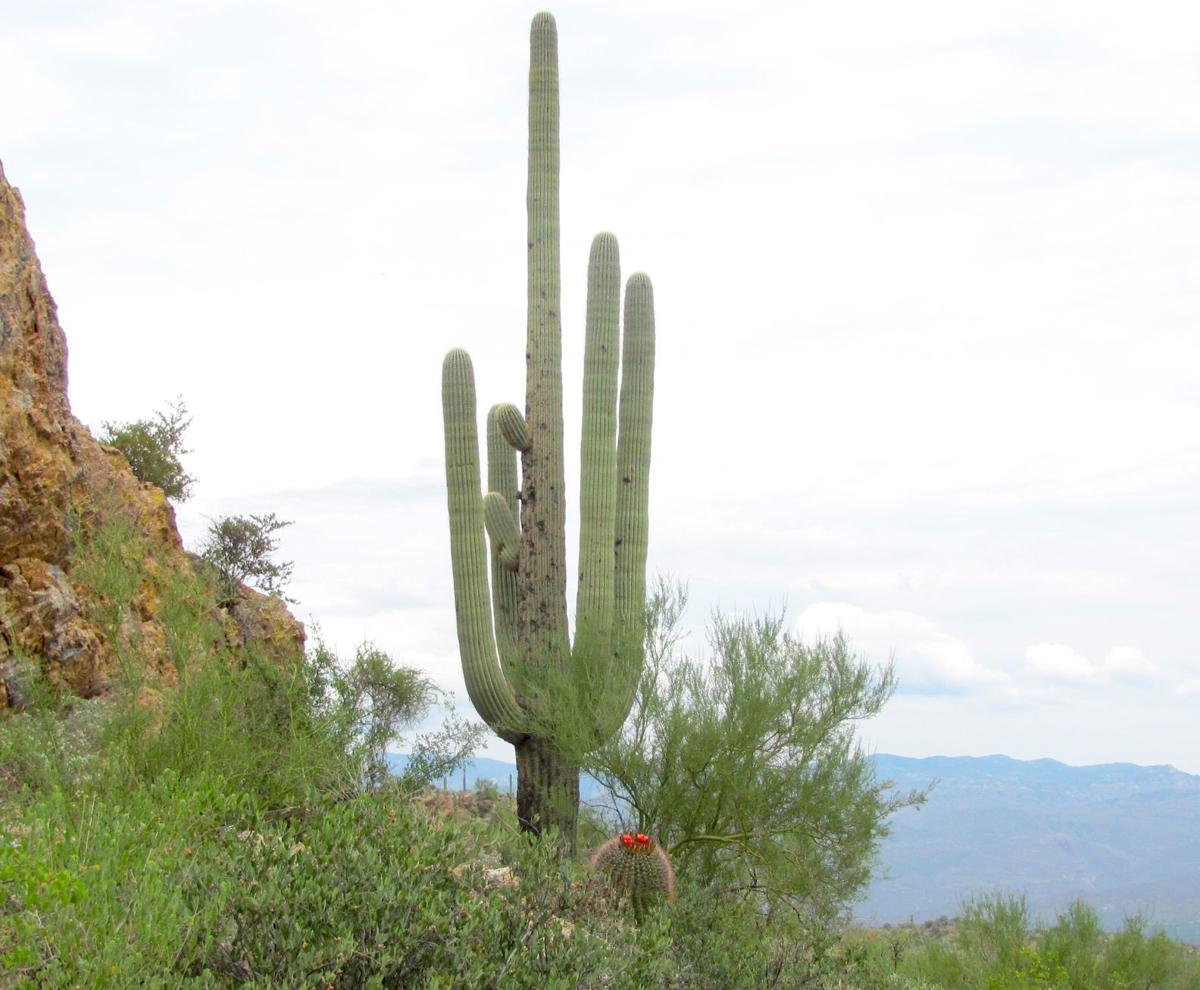 Saguaro and barrel cacti