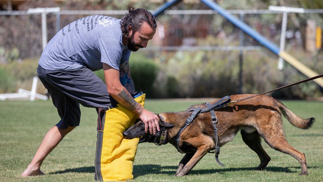 It's like teaching a dog martial arts': Tucson trainer says sport of  Schutzhund is a life-saver for people, their pets | Tucson Sports |  tucson.com