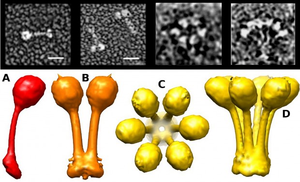 Bringing molecules together to fight type 2 diabetes    