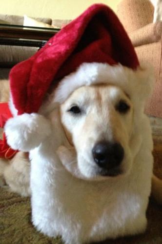 Tucson's holiday pets