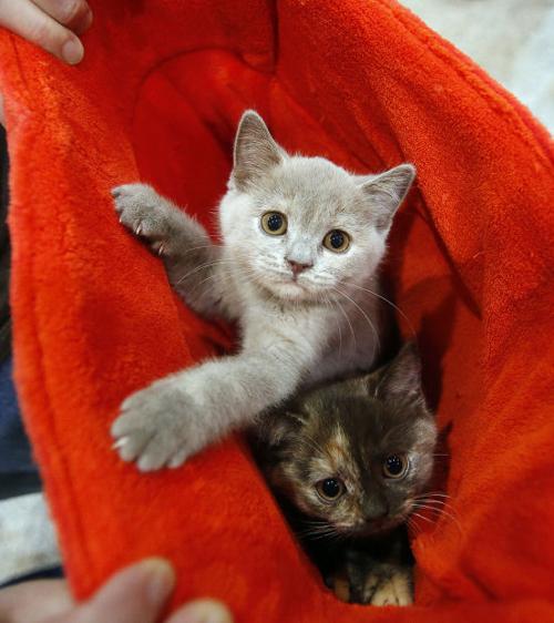 Animal shots of the week