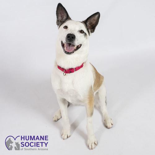 Adopt a friend: Remington