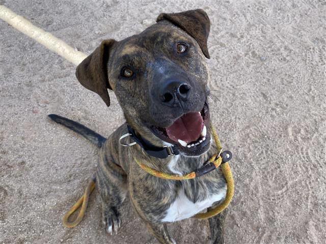 Adopt a friend: Rayson