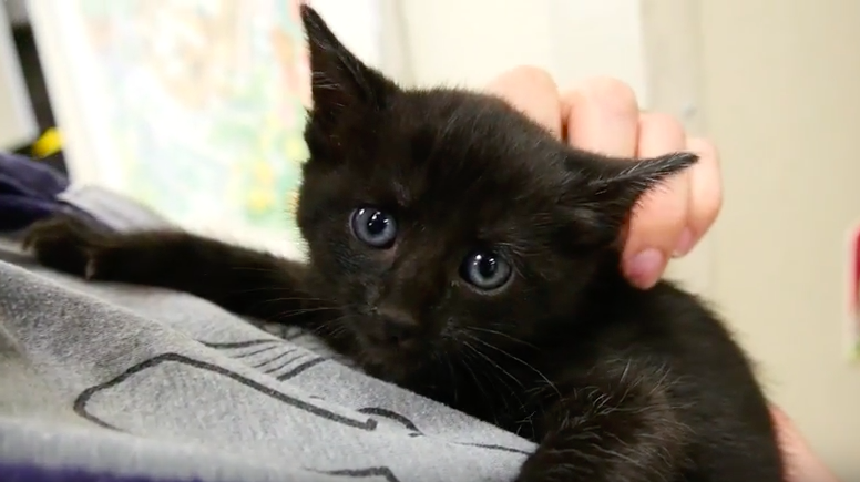 Kittens rescued from Sawmill Fire