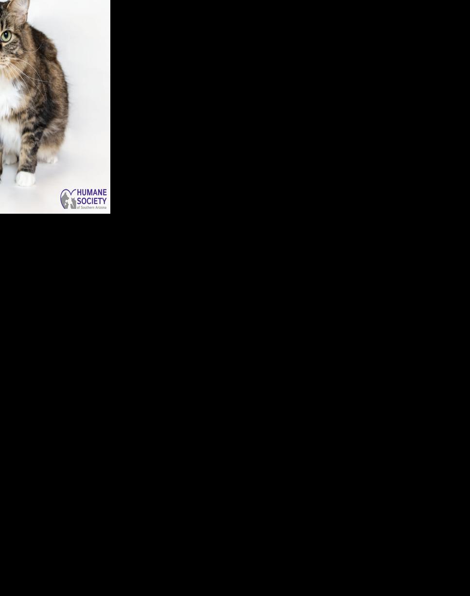 Adopt a friend: Tootsie