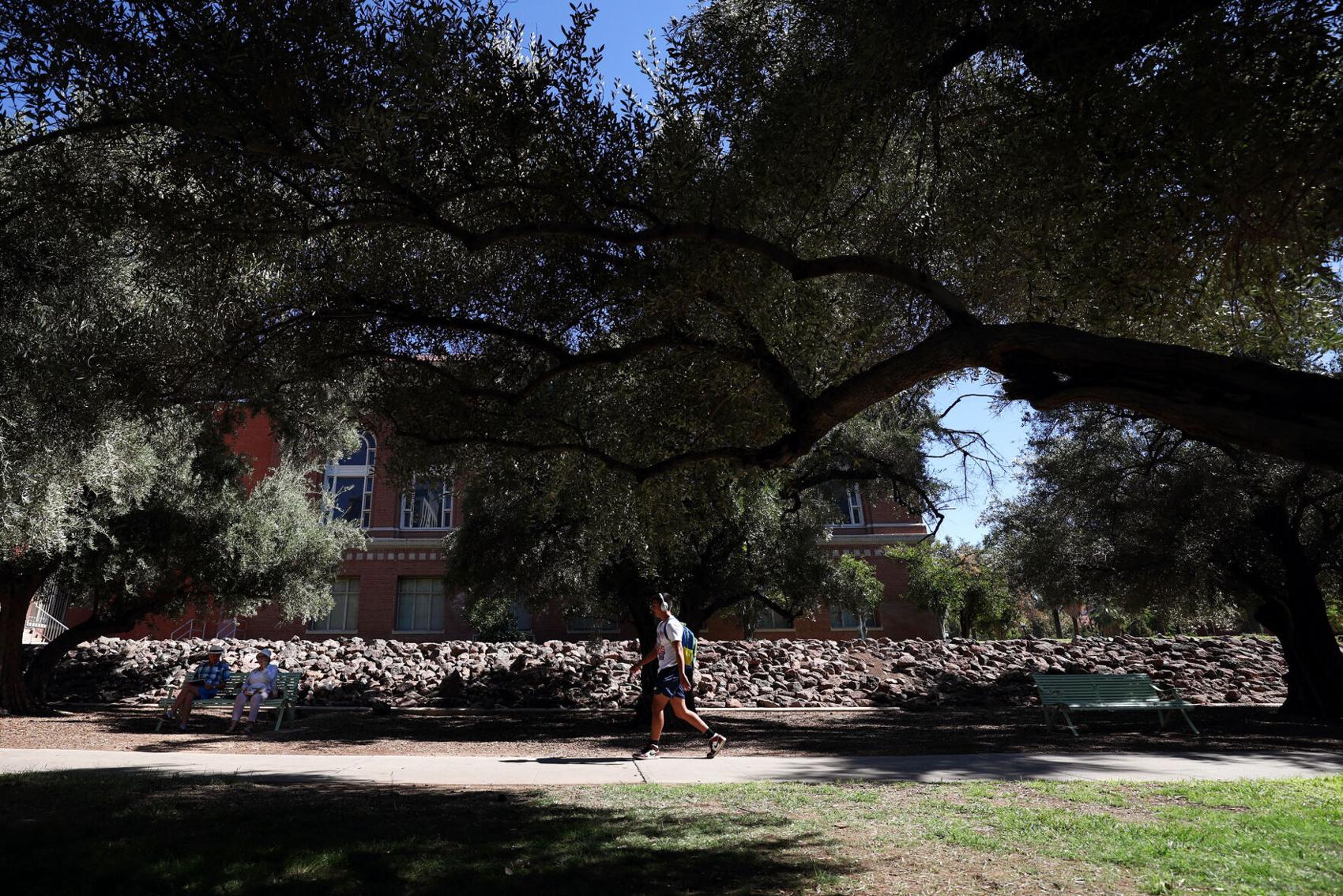 Study Trees are extra cool in desert cities like Tucson