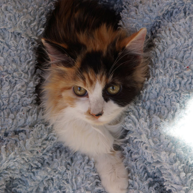 Pet adoptions
