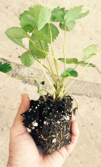 Strawberries and planting