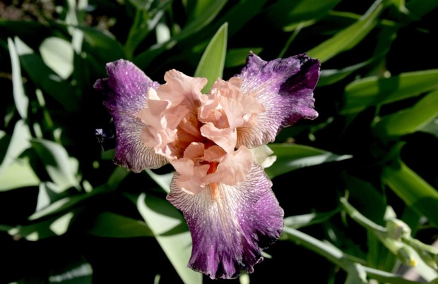 Catching the iris virus Love blooms in iris garden    