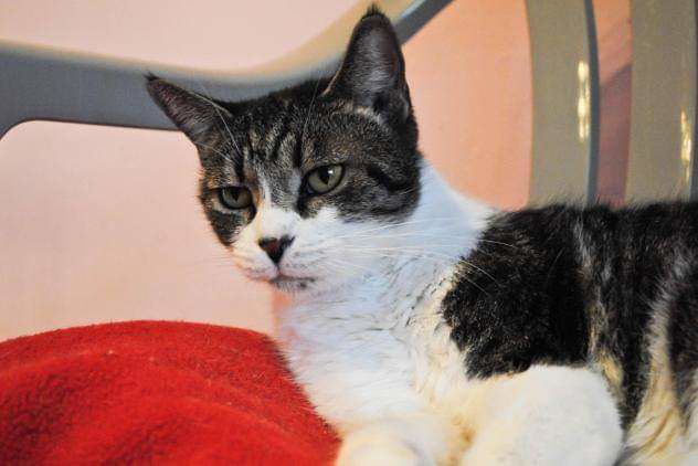 Adopt a friend: Gale