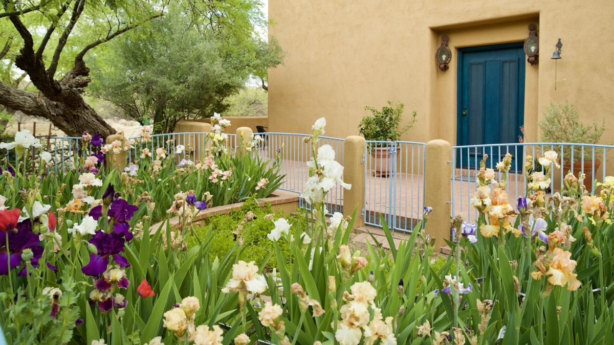 Iris garden 2022 home garden tour