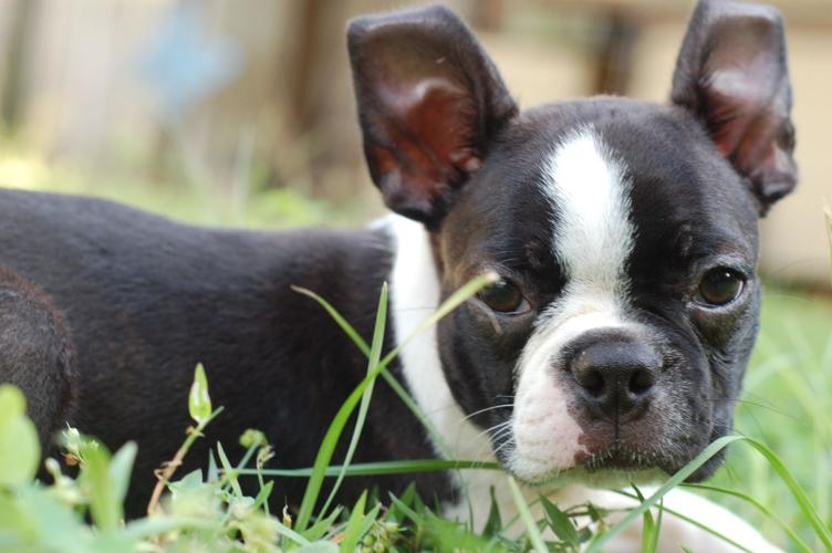 Boston terrier