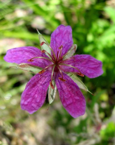 Classic hike: Mint Spring Trail is a treat for the senses