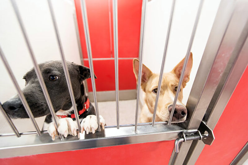 54 animals seized in Pima County hoarding case