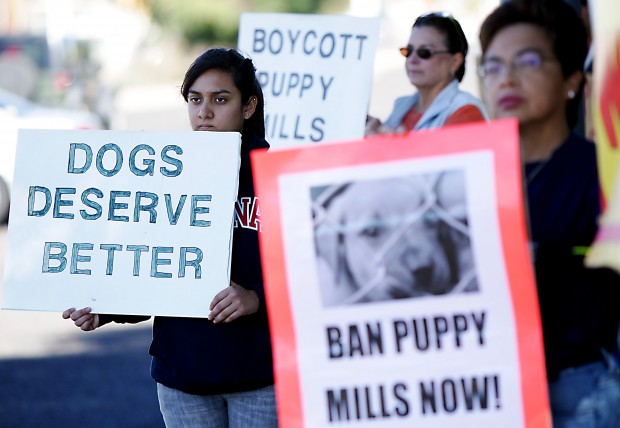 Action urged on puppy sales   