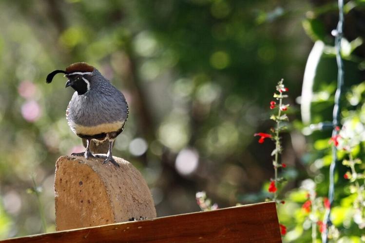 Gambel's quail