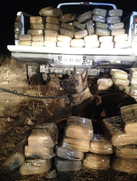 Marco the dog finds truckload of pot in Cochise County