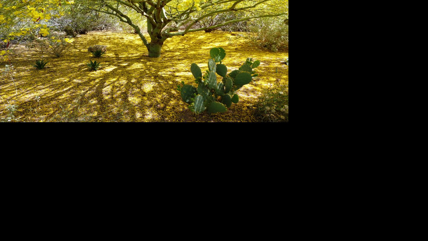 10 tips on how to keep tree roots healthy and happy Homegardening