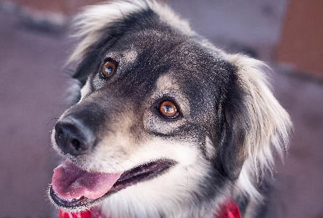 2. Furry friends that you can adopt