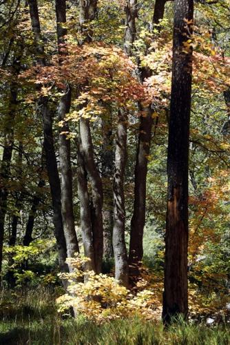 Take in beauty of fall colors on Mt. Lemmon    