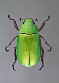 Streetcar: Explore UA's hidden gems