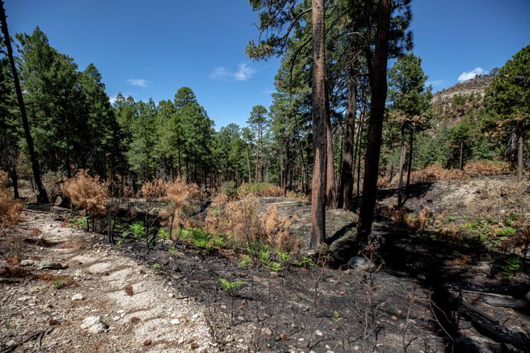 Bighorn Fire burn scar near Palisades Ranger Station