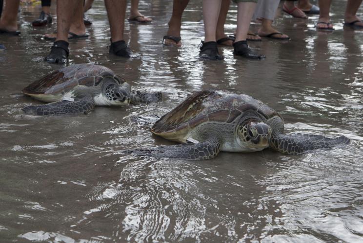 COP28 Climate Endangered Species List
