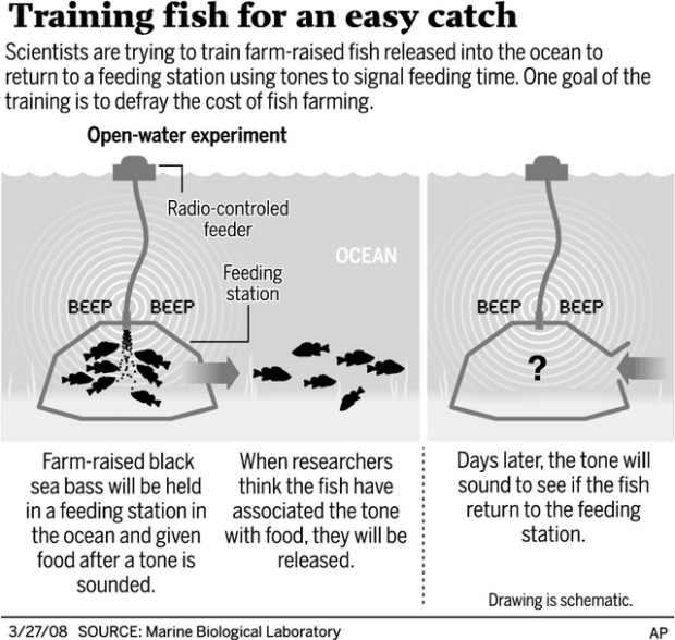 Goal is fish that will 'catch' themselves  