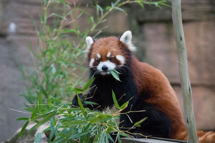Red pandas coming to the Reid Park Zoo in November