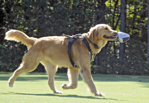 Training For Therapy Dogs Chicago Training For Therapy Dogs Chicago