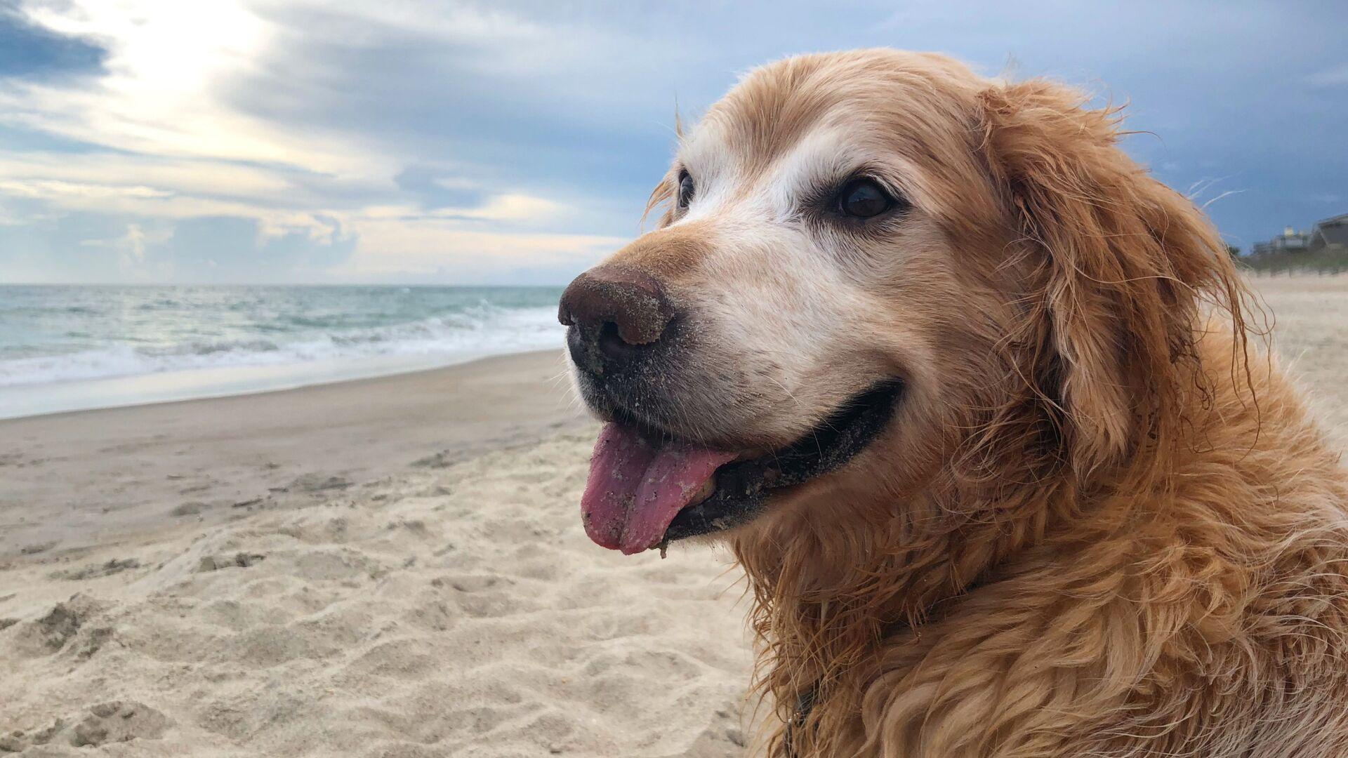 Obituary Honors Charlie The Golden Retriever That Loved Everything Except Stairs It Went Viral National News Tucson Com