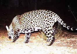 Jaguar in the Huachuca Mountains