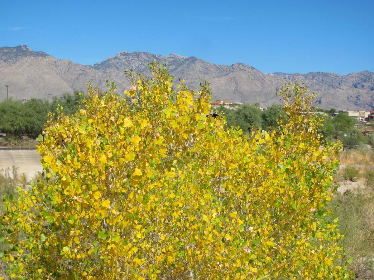 It's "urban autumn" — with the first fall colors along Tucson watercourses Recreation