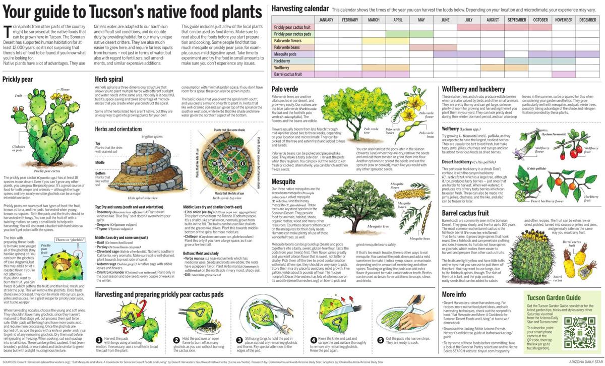 Your guide to Tucson's native food plants
