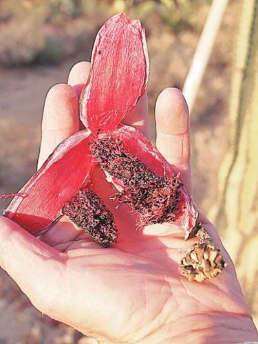 Desert treasures  