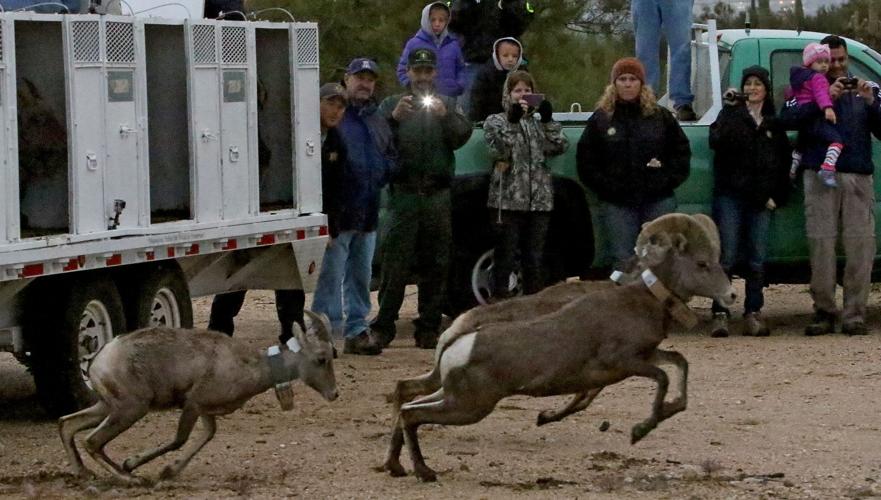 Bighorn Sheep release