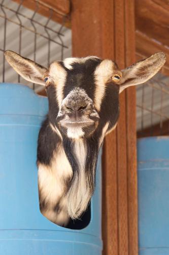 Goat-portrait-by-Elisabeth-Henley.jpg