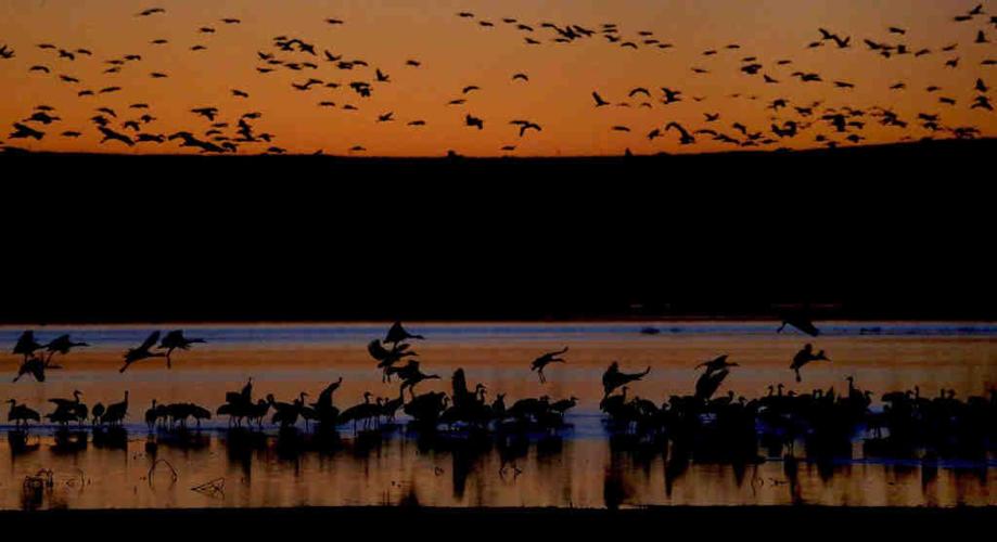 Sandhill cranes in Arizona