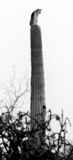 We're looking for memorable nature tales  