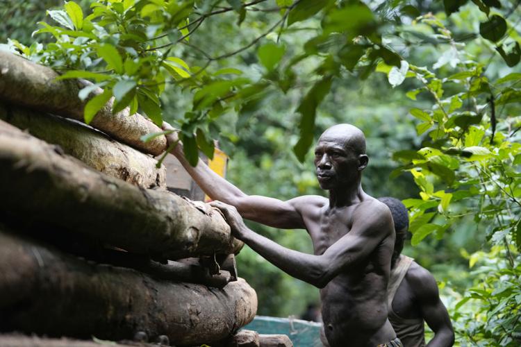 Nigeria Deforestation Logging