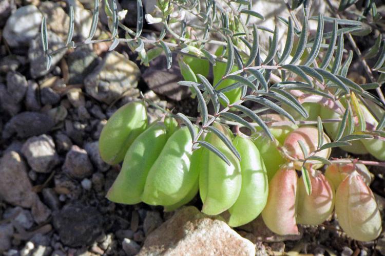 Garden Sage tackles thirsty saguaro, busy bees, locoweed