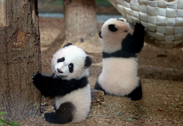 Animal shots of the week