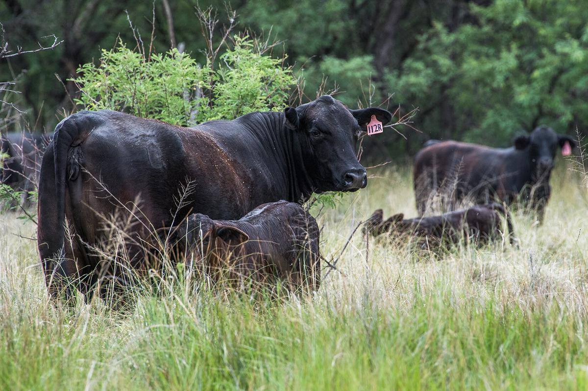 Trespassing cattle